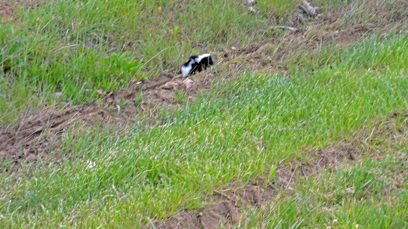 A baby skunk I saw on my way home